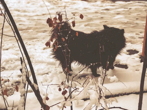 Lumi makaa tiellä. Koira lumessa. Talven alku — kuvapankkivalokuva