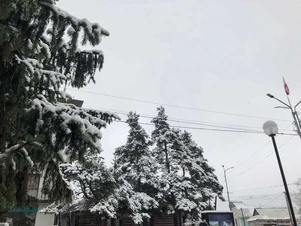 Beyaz kar ile Ladin ağacının dalını. Kış city. Beyaz gökyüzü — Stok fotoğraf