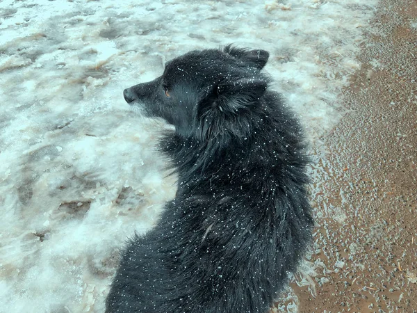 Hof flauschiger schwarzer Hund, der draußen im Schnee läuft. Schnappschuss nahe — Stockfoto