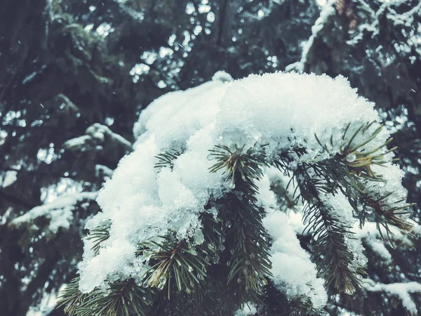 Rama de abeto con nieve blanca. El invierno en la ciudad. Primer plano de disparo — Foto de Stock