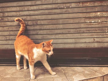 Güzel kırmızı kedi ile bir şehir sokak üzerinde beyaz lekeler. Yakın çekim vurdu