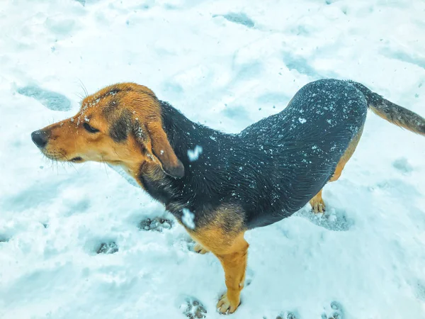 院子里的狗在雪中跑到外面。快照附近 — 图库照片