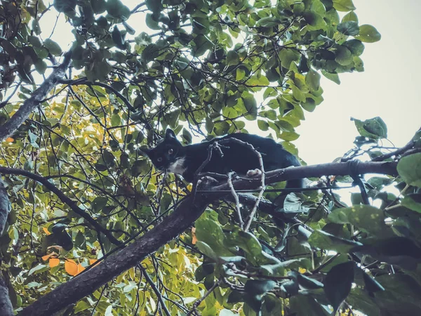 Schöne schwarze Katze mit weißen Flecken auf einem Baum. Nahaufnahme — Stockfoto