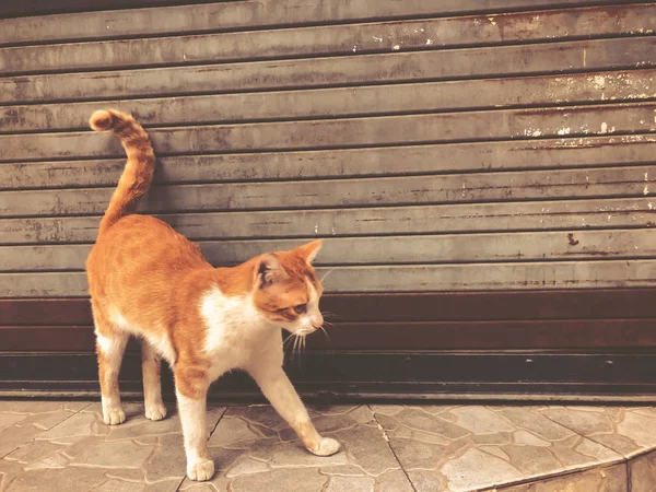 Schöne rote Katze mit weißen Flecken auf einer Stadtstraße. Nahaufnahme — Stockfoto