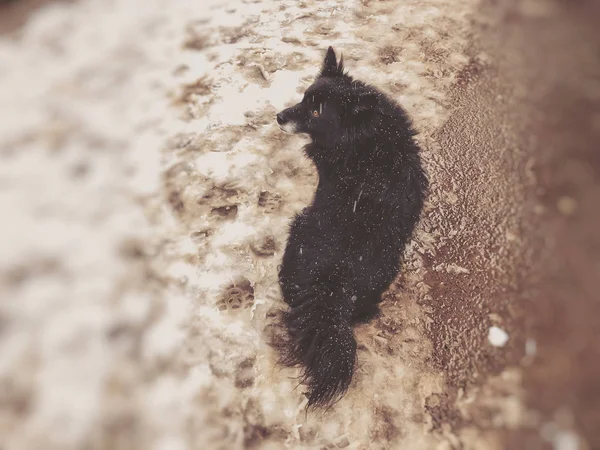 Hof flauschiger schwarzer Hund, der draußen im Schnee läuft. Schnappschuss nahe — Stockfoto