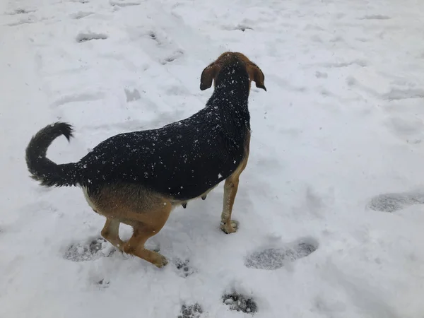 Дворовая собака выбегает на улицу в снегу. Снимок рядом — стоковое фото
