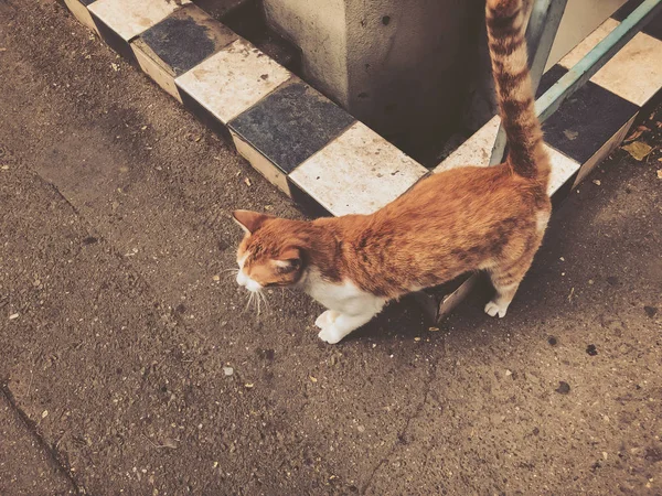 Beau chat rouge avec des taches blanches sur une rue de la ville. Gros plan — Photo