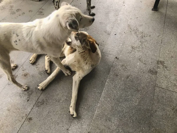 Twee Yard hond, spelen op straat. Sneeuw op de straat. Momentopname in de buurt van — Stockfoto