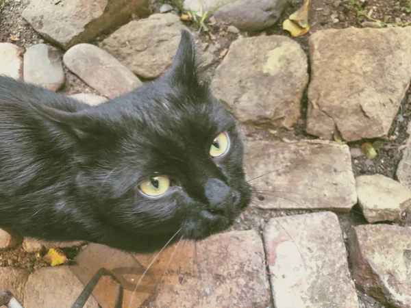Schöne schwarze Katze auf der Straße. Nahaufnahme — Stockfoto