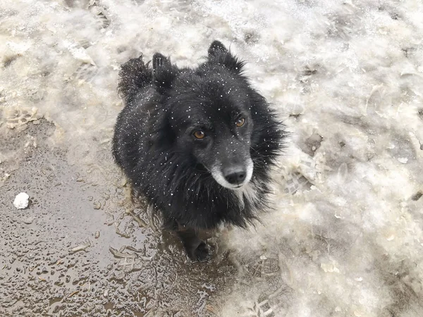 Hof Flauschiger Schwarzer Hund Der Draußen Schnee Läuft Schnappschuss Nahe — Stockfoto
