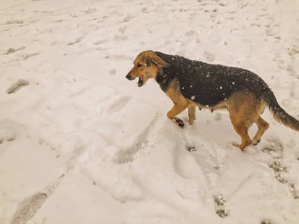 Hofhund Läuft Draußen Schnee Schnappschuss Nahe — Stockfoto