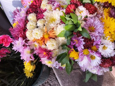 Güneşli bir günde çok renkli çiçek. Yakın çekim vurdu