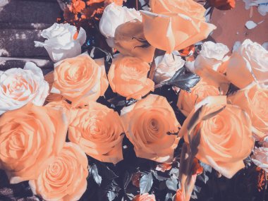 Güller güneşli bir günde. Yakın çekim vurdu