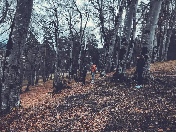 Autunno nella foresta montana. Bambini che camminano nel bosco. Foresta con alberi nudi, foglie autunno arancio caduto . — Foto Stock