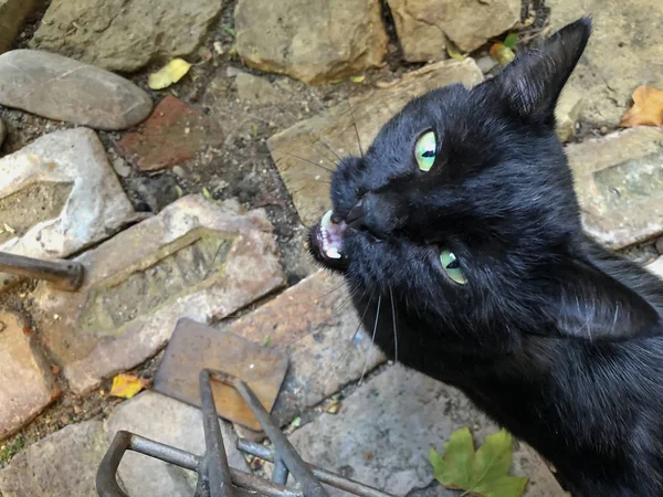 Gyönyörű fekete macska az utcán. Közeli lövést — Stock Fotó