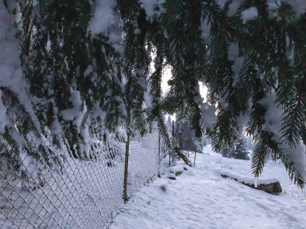 Lucfenyő, jégcsapokkal. Gyönyörű kilátás nyílik a havas tájra. A tél kezdete Bakurianiban — Stock Fotó