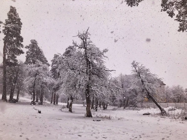 Kar yağışı. Kar ağaçlarda. Dağ kayak merkezi Bakuriani — Stok fotoğraf