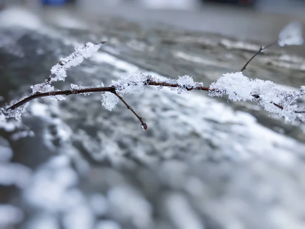 一棵树的雪, 冰冻的雪。城市街道上的雪。巴库里亚尼冬季的开始 — 图库照片