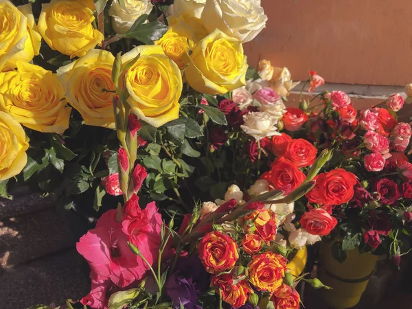 Růže, různobarevné květy za slunečného dne venku. Close-up shot — Stock fotografie