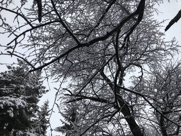 Hóval borított fák a havazás. Téli Dél-hegy síterület Bakuriani — Stock Fotó