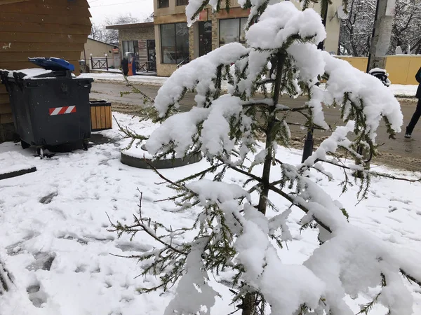 Bir şehir sokak üzerinde karda küçük Ladin. Kış öğlen. Karlı sokak. Dağ kayak merkezi Bakuriani — Stok fotoğraf