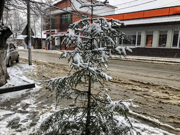 Kis lucfenyő a hóban, a város egy utcáján. Téli délben. Havas utca. Hegyi sí resort Bakuriani — Stock Fotó