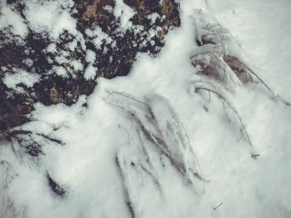 Moss Cubierto Por Nieve Superficie Del Árbol Moss Creciendo Árbol — Foto de Stock