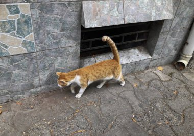 Güzel kırmızı kedi ile bir şehir sokak üzerinde beyaz lekeler. Yakın çekim vurdu