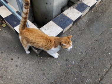 Güzel kırmızı kedi ile bir şehir sokak üzerinde beyaz lekeler. Yakın çekim vurdu