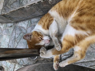 Güzel kırmızı kedi ile bir şehir sokak üzerinde beyaz lekeler. Yakın çekim vurdu