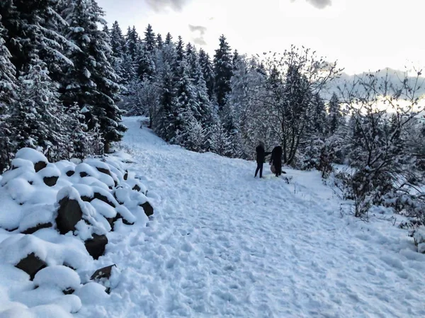 Snowfall. Trees in the snow. Sky in the winter season. Beautiful view. Walking children in the snow — Stock Photo, Image