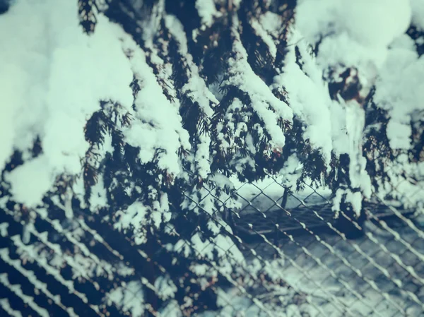 Fichtenzweig mit Eiszapfen. Schöne Aussicht auf den Schnee. Der Beginn des Winters in Bakuriani — Stockfoto
