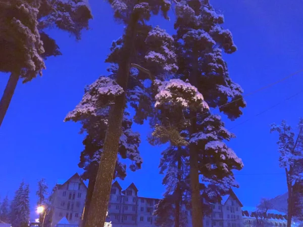 Schnee bedeckte Bäume im Schneefall. Winterabend im Gebirgsskigebiet Bakuriani — Stockfoto
