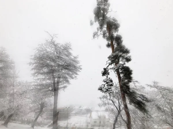 Havazás. Fák a hóban. Ég a téli szezonban. Gyönyörű kilátással — Stock Fotó