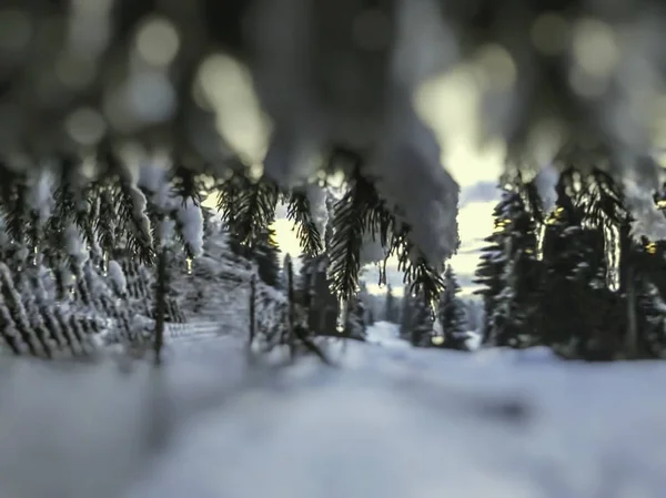 Una ramita de abeto con carámbanos. Hermosa vista del paisaje nevado. El comienzo del invierno en Bakuriani —  Fotos de Stock