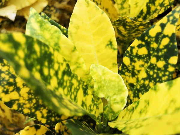 Ornamental plants grow in city parks near home. In summer time — Stock Photo, Image