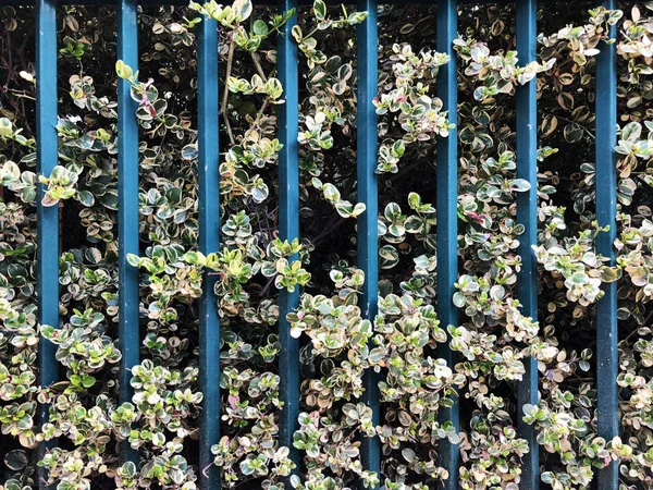 Las plantas ornamentales crecen en los parques de la ciudad cerca de casa. En verano —  Fotos de Stock