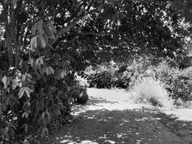 Rishon Le Zion de yol yeşil bitkiler