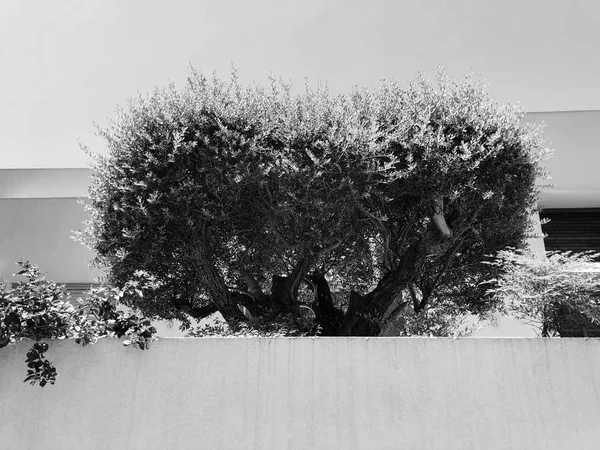 Cerca blanca y plantas en Rishon Le Zion. Primer plano. — Foto de Stock