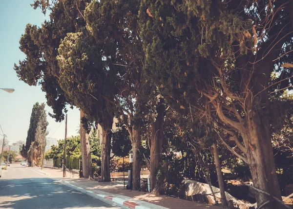 Rishon Le Zion de yol herdem yeşil bitkiler — Stok fotoğraf