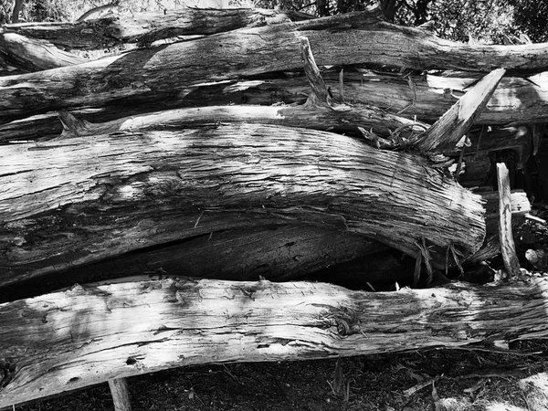 Textura del tronco. Troncos de madera en un bosque en la vista —  Fotos de Stock