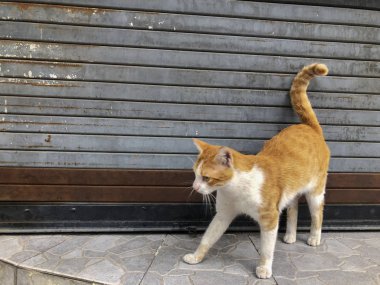 Güzel kırmızı kedi ile bir şehir sokak üzerinde beyaz lekeler. Yakın çekim vurdu