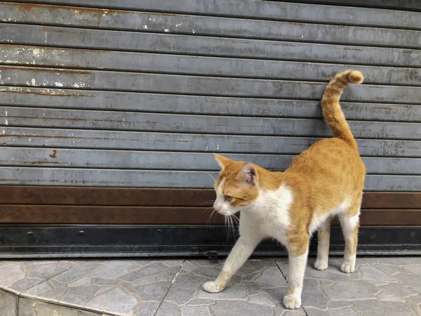 Hermoso gato rojo con manchas blancas en una calle de la ciudad. Primer plano de disparo —  Fotos de Stock