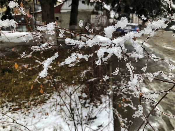 Brin d'arbre, neige gelée. Neige dans la rue de la ville. Le début de l'hiver à Bakuriani — Photo