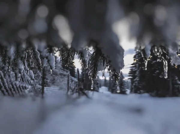 Una ramita de abeto con carámbanos. Hermosa vista del paisaje nevado. El comienzo del invierno en Bakuriani —  Fotos de Stock