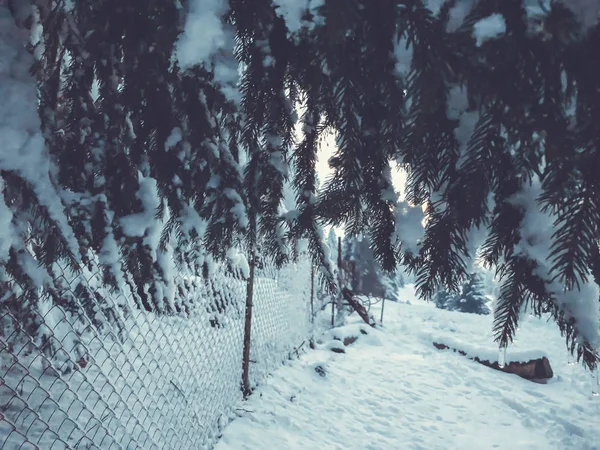Запах ели с сосульками. Красивый вид на снежный пейзаж. Начало зимы в Бакуриани — стоковое фото