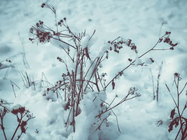一棵树的枝条，雪地上的树叶。城市街道上的雪。在Bakuriani的冬天开始了 — 图库照片