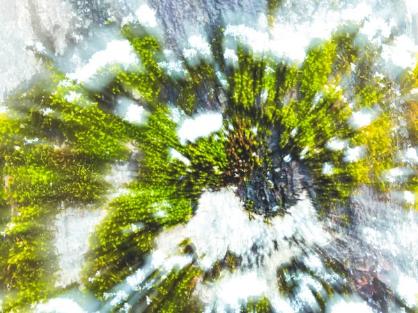 Kar ağaç yüzeyinde yosun örtmek. Bir ağaç üzerinde büyüyen moss. Yakın çekim — Stok fotoğraf