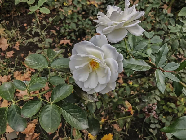 Vit ros och gröna blad i gården i suny höstdag. Nära upp skott — Stockfoto