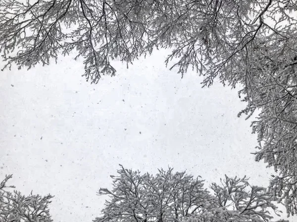 Schneefall. Bäume im Schnee. Himmel in der Wintersaison. Schöne Aussicht — Stockfoto